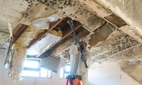 Reliable Rantoul, IL Mold Removal & Remediation Solutions